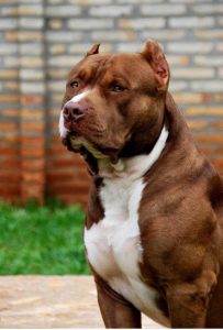 Cães_pitbull