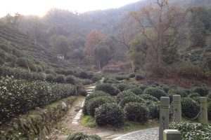 A tea plantation at Hugong Temple, near Hangzhou, China [FSL, 2011-12-23]